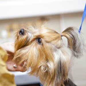 Игривый и преданный малыш Йоркширский терьер: уход и содержание в домашних условиях