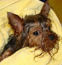 Обзор популярных производителей шампуней и расчесок для йорков. Полезные советы по купанию питомцев