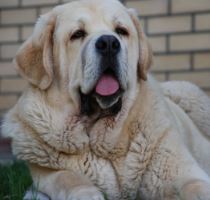 испанский мастиф