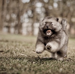 Немецкий шпиц (кеесхонд): как ухаживать за собакой, стоимость щенка