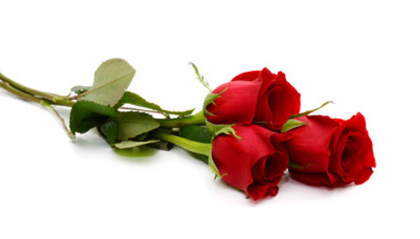 Три розы лежат. Бутоны закрыты. Вид цветов свежий