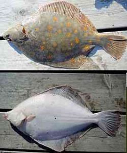 ПП для ПП правильное питание для повышения потенции