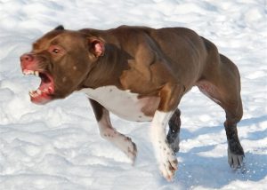 злой питбуль