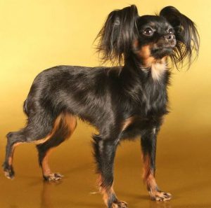 Золотые правила содержания и ухода за Той терьером чем кормить щенка и как воспитывать?