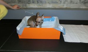 Рекомендации по приучению чихуахуа к лотку или пелёнке