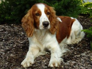 Порода русский кокер спаниель: характеристика игривого и выносливого питомца