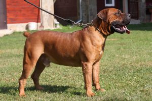 Южноафриканский бурбуль: сочетание преданности и агрессии