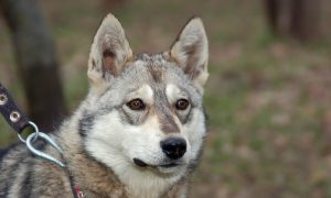 Хаски и лайки: отличия и сходства в характере и внешних данных