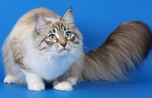 Порода рагамаффин с длинной густой шерстью: гостья из США