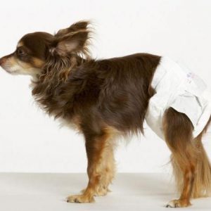 Главные признаки наступления течки у Той Терьера: сколько длится и что делать?