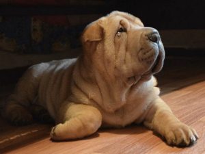 Шарпей: характеристика породы, особенности ухода за питомцем