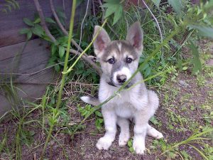 Характер и различные качества метиса лайки и хаски