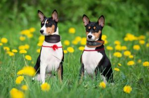 Африканская собака басенджи, которая не лает: особенности характера питомца