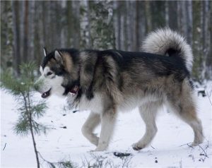Характер и различные качества метиса лайки и хаски
