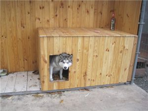 Несколько правил и рекомендаций по созданию вольера и будки для лайки