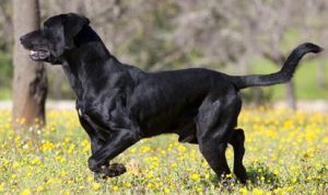 майоркская овчарка бежит