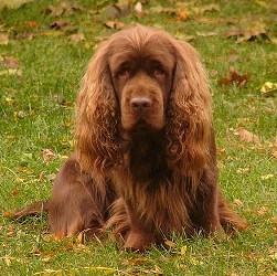 суссекс спаниель