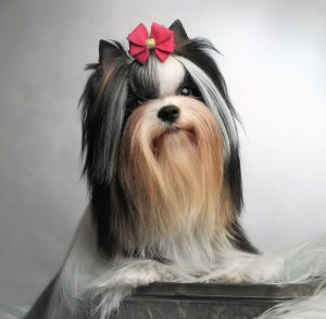 Длинношерстная комнатная собачка Бивер Йоркширский терьер: описание породы и отзывы владельцев