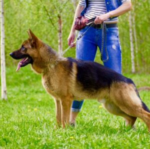 Все, что нужно знать о случке Немецкой овчарки: на какой день делается вязка и как подготовиться?