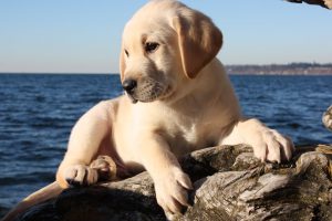 Кодекс хозяина: самостоятельное воспитание и дрессировка щенка лабрадора