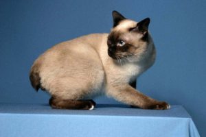 Вечный котенок скиф тай дон (скиф той боб, той боб): знакомимся с породой