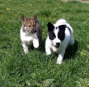 Топ индивидуальных и красивых кличек для собак Лаек девочек и мальчиков