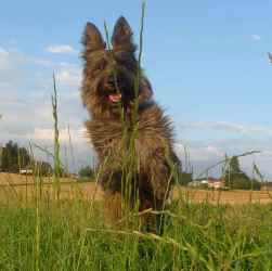 характер собаки