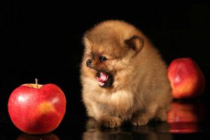 Крошечный шпиц: характеристика породы, уход за милым питомцем