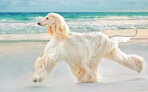 афганская овчарка у моря