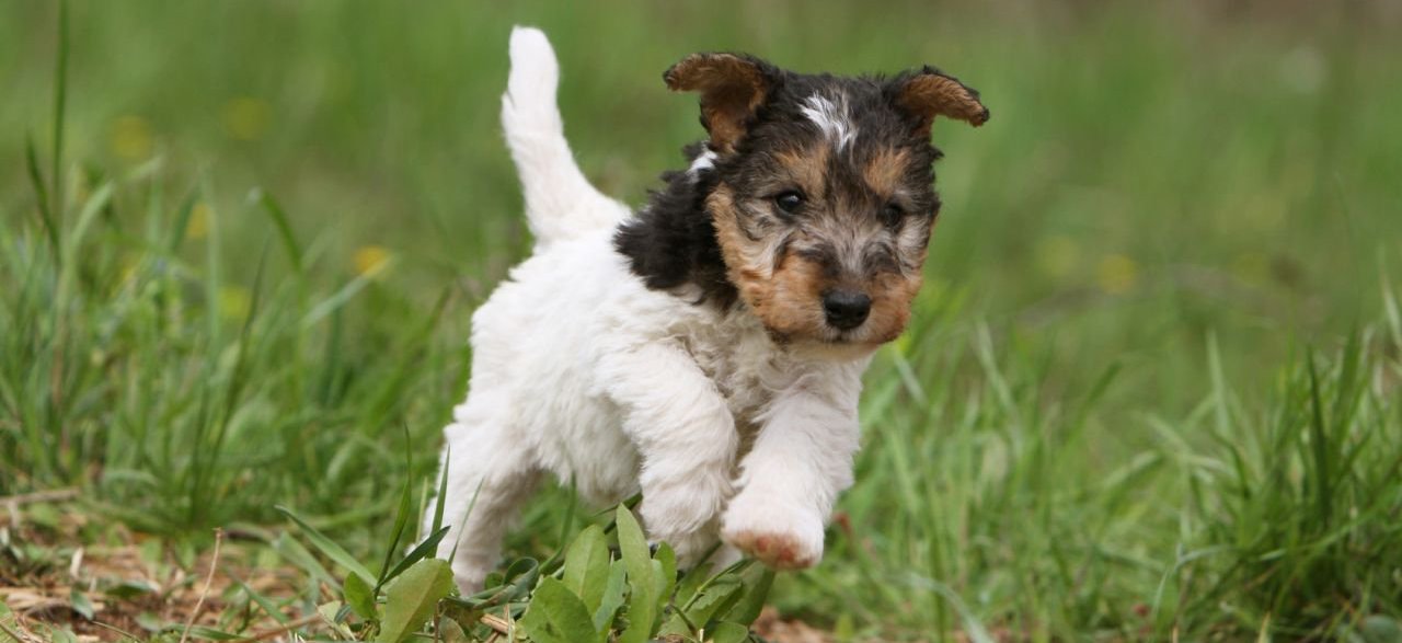 Бесстрашный и преданный защитник Фокстерьер: описание породы и фото собак