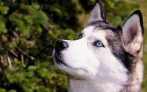сибирский хаски морда
