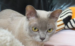 Грация и ум: американская бурма с шелковистой шерстью