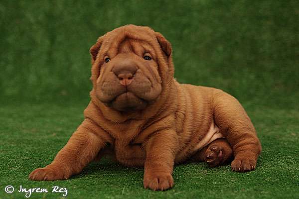 Шарпей: красота домашнего любимца не зависит от цвета шерсти