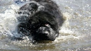 Собака-спасатель московский водолаз: характеристика породы