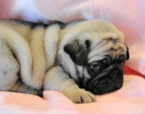 Мопс: преданный друг и веселый обжора. Описание породы, достоинства и недостатки