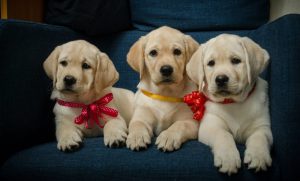 Рекомендации по выбору щенка лабрадора и его стоимость