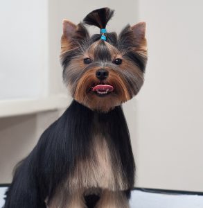 Выбираем лучшую стрижку для Йорков мальчиков: варианты и фото причесок