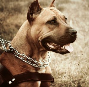 Сравнение двух лучших бойцовских собак чем отличается Стаффордширский терьер (Амстафф) от Питбуля?