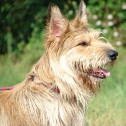 Пикардийская овчарка