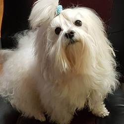 Содержание и уход за собакой