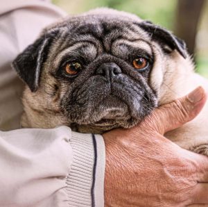 Секреты долгой продолжительности жизни Мопсы: сколько лет живут питомцы и как ухаживать?