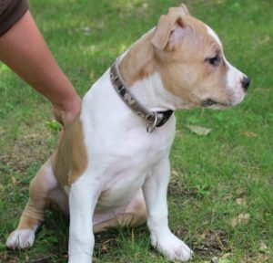 Невероятно сильная и ласковая порода собак Стаффордширский Терьер: характер и воспитание