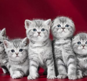 Самые популярные и особенные клички для Шотландских вислоухих котов и кошек: описание породы