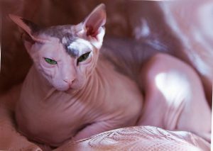 Донской сфинкс: особенности породы, советы по уходу за питомцем