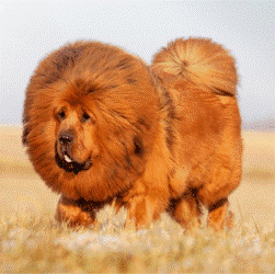 Тибетский мастиф