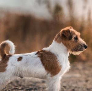 Энергичный и преданный малыш Джек Рассел терьер длинношерстный: описание породы