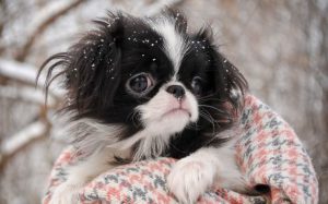 Аристократичный вечный малыш японский хин: особенности характера питомца