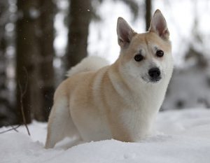 Активность и смелость: норвежский бухунд с охотничьими качествами