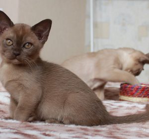 Одна из самых умных и долголетних пород котят Бурма: сколько стоит питомец и как ухаживать?