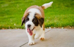 очень милый сенбернар